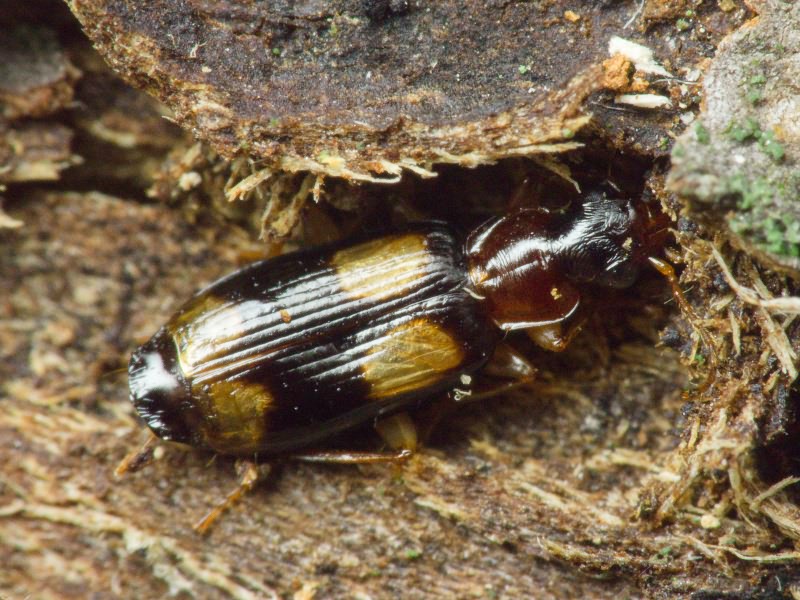 Dromius quadrimaculatus (Linnaeus, 1758)